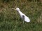 Bubulcus ibis
