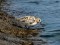 Calidris alba