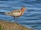 Calidris ferruginea