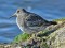 Calidris maritima