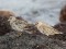 Calidris maritima