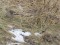 Carduelis flavirostris