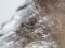 Carduelis flavirostris