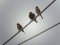 Carduelis flavirostris