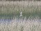 Whiskered Tern (Chlidonias hybrida) Nagli fish ponds, Rezekne county, 07-Jun-2015. © Karlis Millers Chlidonias hybrida