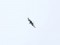 Chlidonias leucopterus