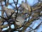 Columba oenas