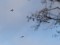 Columba palumbus