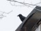 Corvus corone