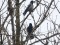 Corvus corone