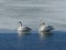 Cygnus cygnus