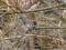 Emberiza schoeniclus