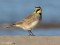 Eremophila alpestris