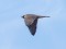 Falco peregrinus