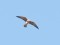 Falco vespertinus