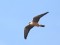 Falco vespertinus