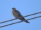 Falco vespertinus