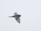 Falco vespertinus