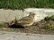 Crested Lark (Galerida cristata) Durbes str., Ventspils, 12-Apr-2015. © Ritvars Rekmanis Galerida cristata