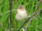 Booted Warbler (Hippolais caligata) Rudzati surroundings, Livani county, 07-Jun-2015. © Andris Erts Hippolais caligata