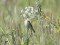 Booted Warbler (Hippolais caligata) Rudzati surroundings, Livani county, 06-Jun-2015. © Karlis Millers Hippolais caligata