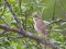 Booted Warbler (Hippolais caligata) Lembuzi surroundings, Salacgriva county, 02-Jun-2015. © Ugis Piterans Hippolais caligata
