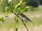 Booted Warbler (Hippolais caligata) Skulte surroundings, Limbazi county, 05-Jun-2015. © Ugis Piterans Hippolais caligata