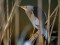 Little Bittern (Ixobrychus minutus) Daugavgriva, Riga, 11-Jun-2015. © Edgars Smislovs Ixobrychus minutus