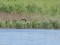 Little Bittern (Ixobrychus minutus) Tabore parish, Daugavpils county, 01-Jun-2015. © Andris Erts Ixobrychus minutus