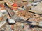 Larus cachinnans