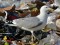 Larus cachinnans