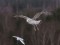 Caspian Gull (Larus cachinnans) Getlini rubbish dump, Stopini county, 23-Apr-2015. © Karlis Millers Larus cachinnans