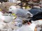 Larus cachinnans