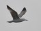 Caspian Gull (Larus cachinnans) Kolka Cape, Dundaga county, 25-Apr-2015. © Matti Koivula Larus cachinnans