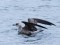 Larus fuscus