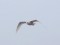 Larus hyperboreus