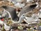 Lesser Black-backed Gull (Larus fuscus intermedius/heuglini) Getlini rubbish dump, Stopini county, 06-Apr-2015. © Igors Denisovs Larus fuscus intermedius/heuglini