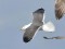 Lesser Black-backed Gull (Larus fuscus intermedius/heuglini) Getlini rubbish dump, Stopini county, 06-Apr-2015. © Igors Denisovs Larus fuscus intermedius/heuglini