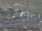 Lesser Black-backed Gull (Larus fuscus intermedius) Getlini rubbish dump, Stopini county, 23-Apr-2015. © Karlis Millers Larus fuscus intermedius