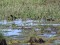 Limicola falcinellus