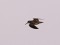 Jack Snipe (Lymnocryptes minimus) Brocenmuiza, Broceni county, 06-Apr-2015. © Ainars Mankus Lymnocryptes minimus