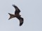 Milvus milvus