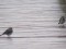 Motacilla alba