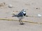 Motacilla alba