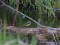 Grey Wagtail (Motacilla cinerea) Vaive mills, Priekuli county, 30-Apr-2015. © Sandis Laime Motacilla cinerea
