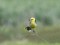 Citrine Wagtail (Motacilla citreola) Lielupe river meadows, Jelgava county, 02-Jun-2015. © Gaidis Grandans Motacilla citreola