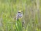 Citrine Wagtail (Motacilla citreola) Liepaja lake surroundings, Grobina county, 03-Jun-2015. © Karlis Millers Motacilla citreola