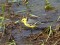Citrine Wagtail (Motacilla citreola) Svete river floodplain fields, Jelgava county, 27-Apr-2015. © Edgars Laucis Motacilla citreola