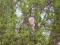 Nycticorax nycticorax