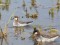 Red-necked Phalarope (Phalaropus lobatus) Liepaja lake surroundings, Grobina county, 03-Jun-2015. © Karlis Millers Phalaropus lobatus